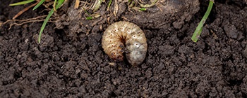 Grub Prevention & Control