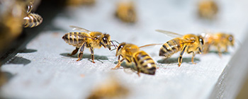 Bees, Wasps & Yellow Jackets