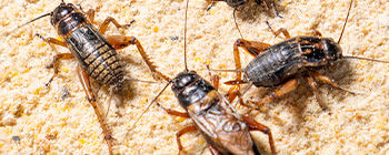 Crickets