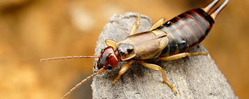 Earwigs