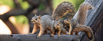 Squirrels